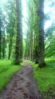 üks allee