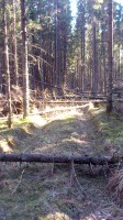 Algus sujus