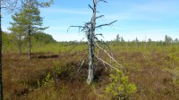 Teel järveni