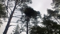 ilumänd