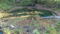 Allikas, kus kasvab Ulothrix Zonata