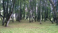 pimeda pargi all väänlevad puud