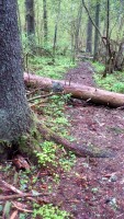 kaheksatuhandene
