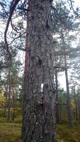 männi otsa sai damiiliga veetud plaat kirjaga