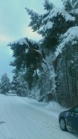 Mänd tee ääres
