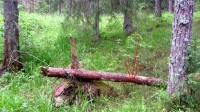 Palgike kännu peal